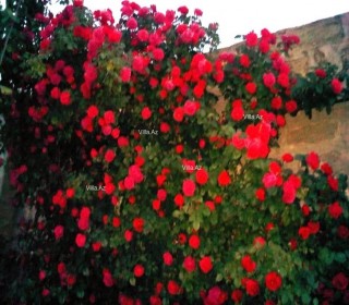 Pirşağıda bağ evi alqi satqisi, -11