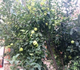 Həzi Aslanovda 7 otaqlı həyət evi / bağ evi — 350 m², -19