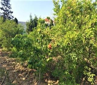 Bilgəh qəsəbəsində «Sea breeze» istirahət mərkəzinin yaxınlığında dənizə 300 m məsafədə villa, -19