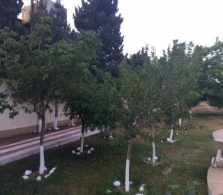 Novxani baglarinda ev/villa satilir, -11