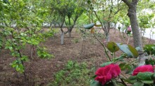 sarayda villa evlerin satisi, -8
