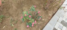 Buy 2-storey, 6-room house  in Bilgah, -17