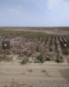 imishlide ekine yararli topraq sahesi, -2
