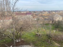 Novxani torpaq satisi Novxani baglarinda, -2