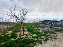 Azərbaycan, kommersiya təyinatlı daşınmaz əmlak satılır zeytun bagi, -5