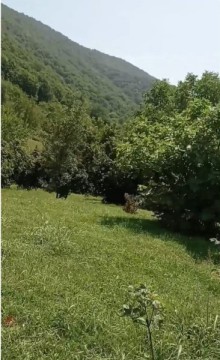 Satılır Torpaq və Ev Qax şəhəri, Qaşqaçay kəndi Sərin Bulaq istirahət mərkəzi, -4