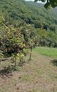 Satılır Torpaq və Ev Qax şəhəri, Qaşqaçay kəndi Sərin Bulaq istirahət mərkəzi, -9