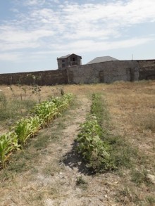 Bilgəh qəsəbəsi. Zəfəran savxozu Satılır Torpaq, -10