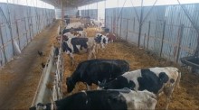 Satılır FERMA  Xaçmaz rayonu, -4