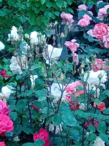 Gəncə şəhərində 1 hektar ərazidə 3 həyət evi olan kompleks satılır, -14